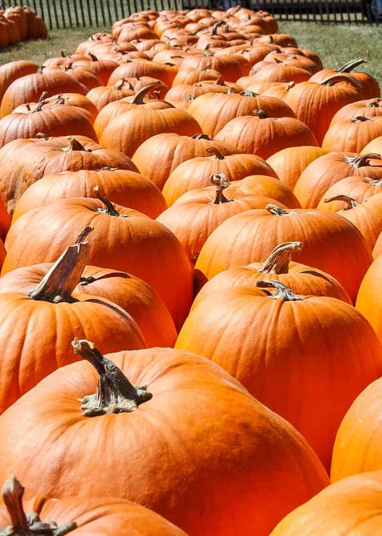 Ludwigsburg-Pumpkin-Festival-Pumpkin-Patch-Pre-picked