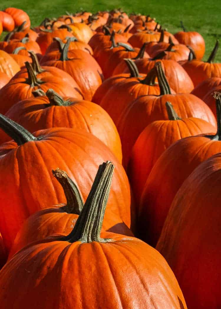 Ludwigsburg-Pumpkin-Festival-Pumpkin-Patch-Pumpkins