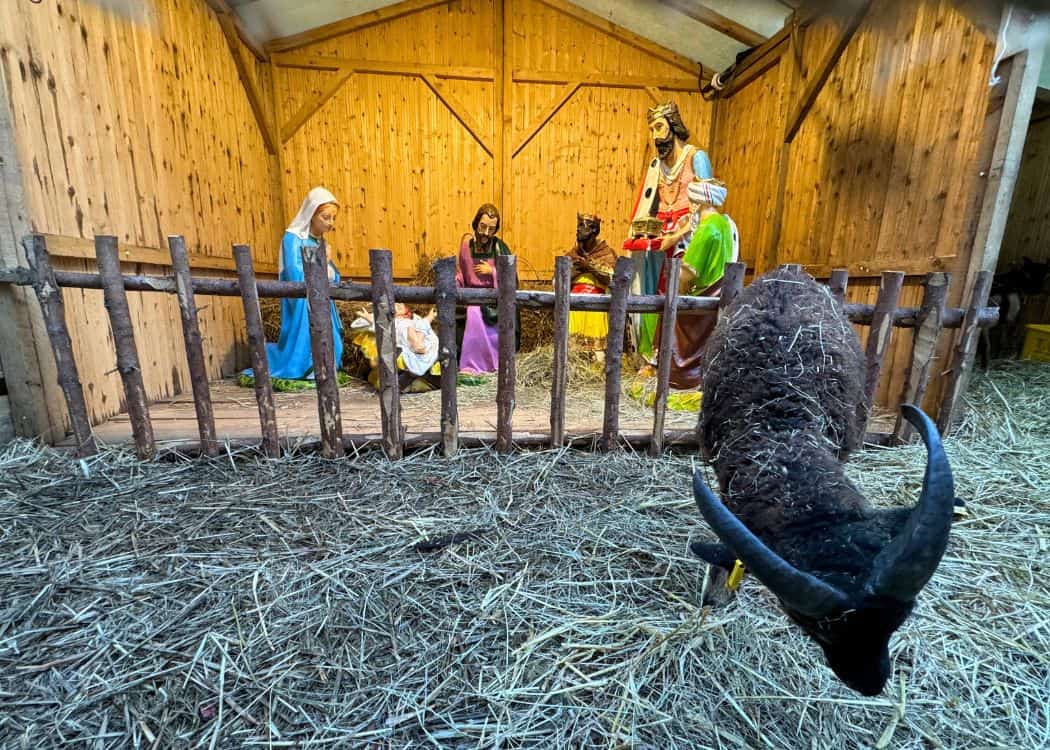 Reutlingen Christmas Market - Nativity with live goat